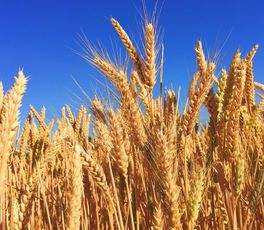 Búzaszalma - mi is az tulajdonképp?