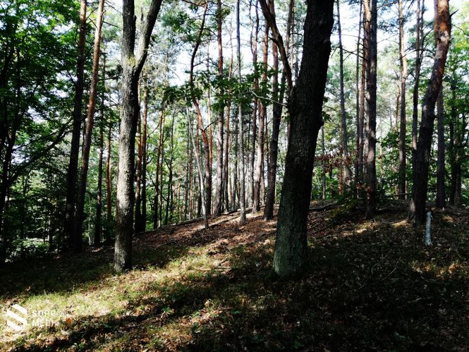 A Soproni-hegység ösvényein 