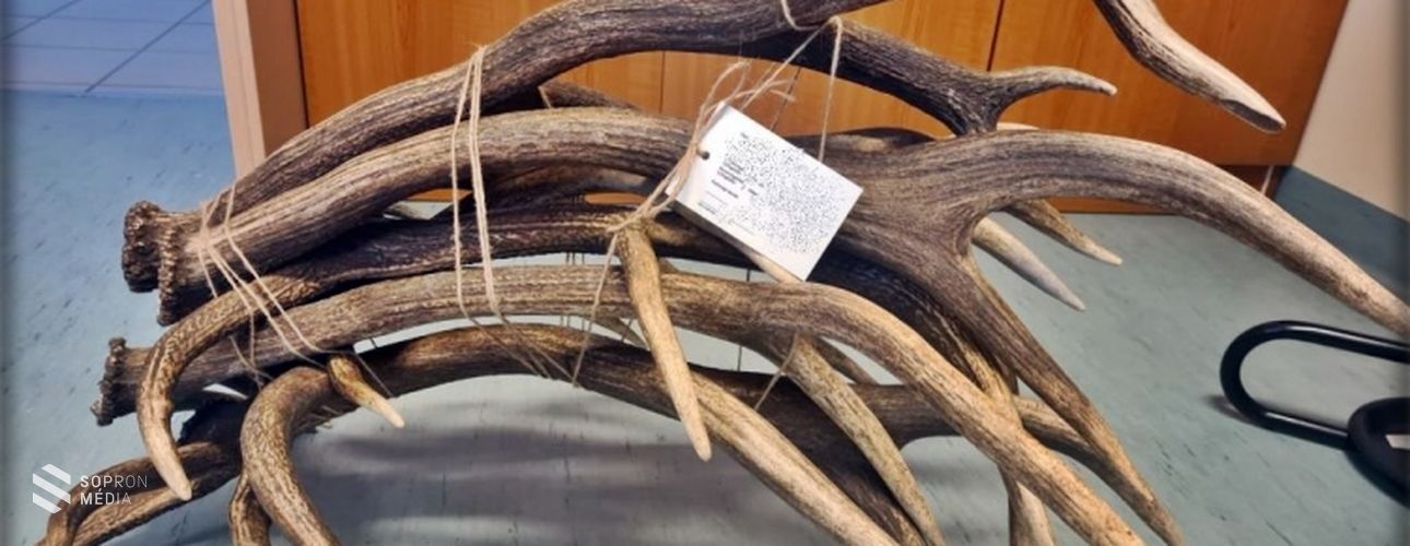 Szarvashiba hazavinni az agancsot!