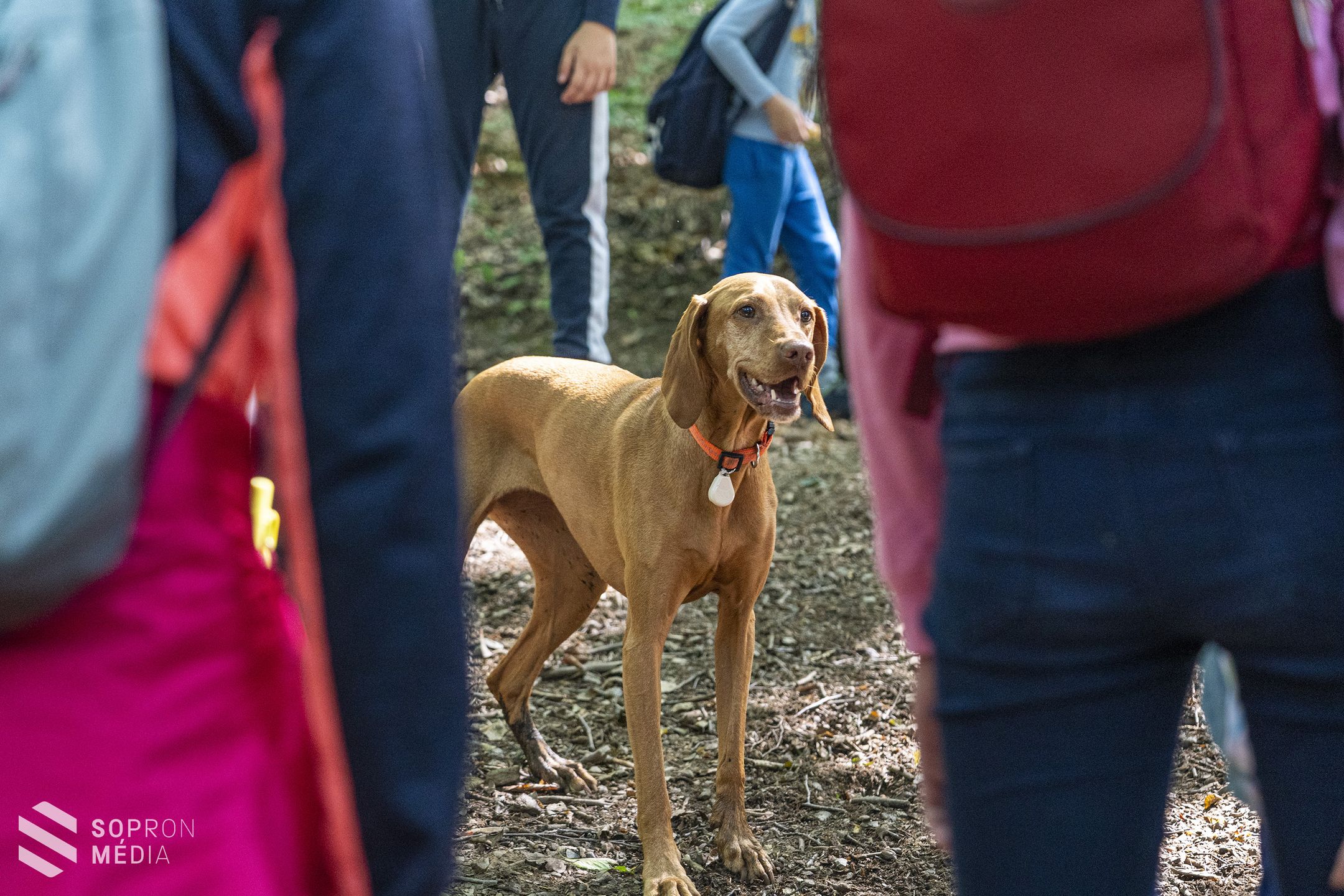 Népszerű az erdei iskola természetjáró tábora