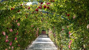 Augusztus közepétől várható a másodvirágzás a Cziráky Margit Rózsakertben