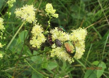 Tiszadorogmai Göbe-erdő