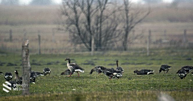 A Fertő-táj egyik különlegességét az ide érkező vándormadarak adják