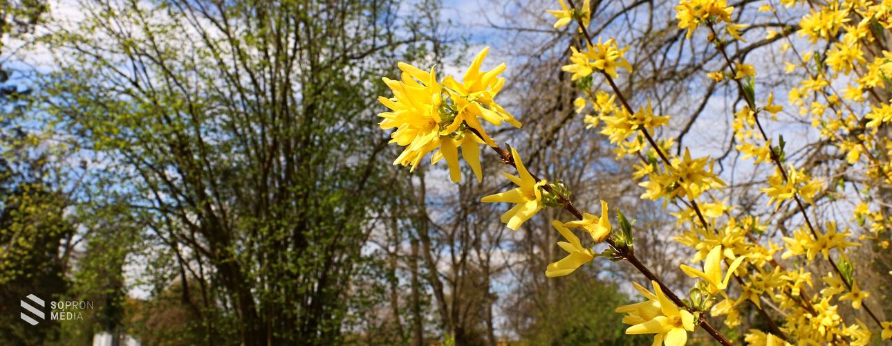 Növénykülönlegességek a fertődi Esterházy-kastélyparkban