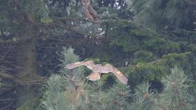 Összeszámolták a Sopron környékén telelő erdei fülesbaglyokat