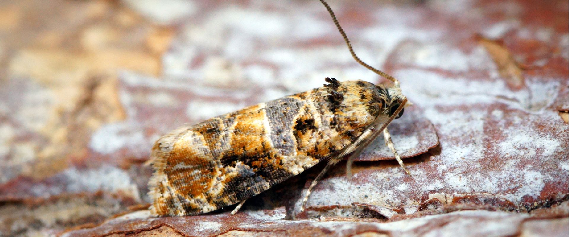 Agrofil-SZMI Kft.