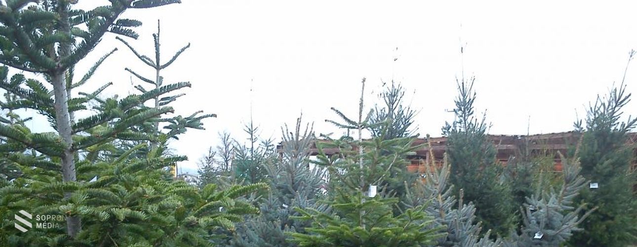 Az STKH is elviszi a kidobott fenyőfákat
