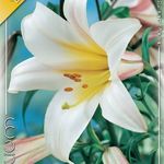 Liliom Regale 1 db/csomag termék képe