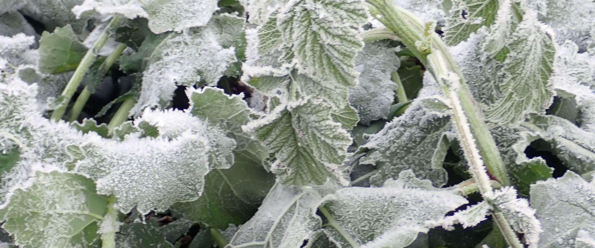 Agrofil-SZMI Kft.
