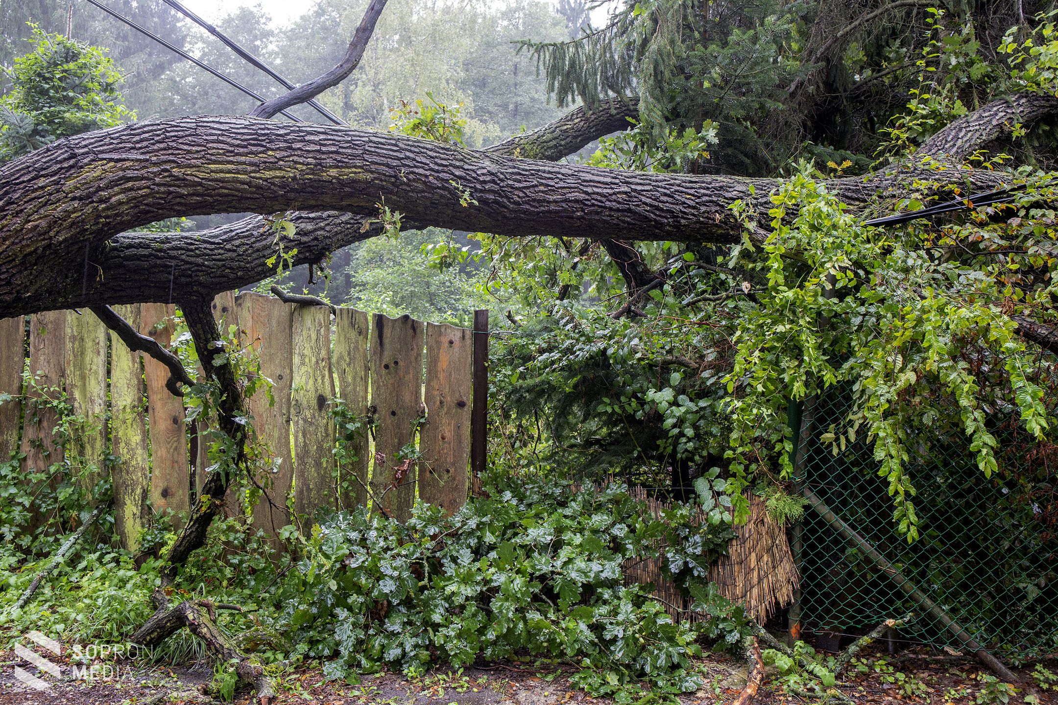 Fa dőlt az útra Görbehalmon