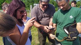 Rákosi viperákat telepítettek vissza a Fertő-Hanság Nemzeti Parkba