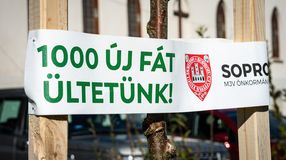 Folytatódik az „1000 új fát ültetünk” projekt