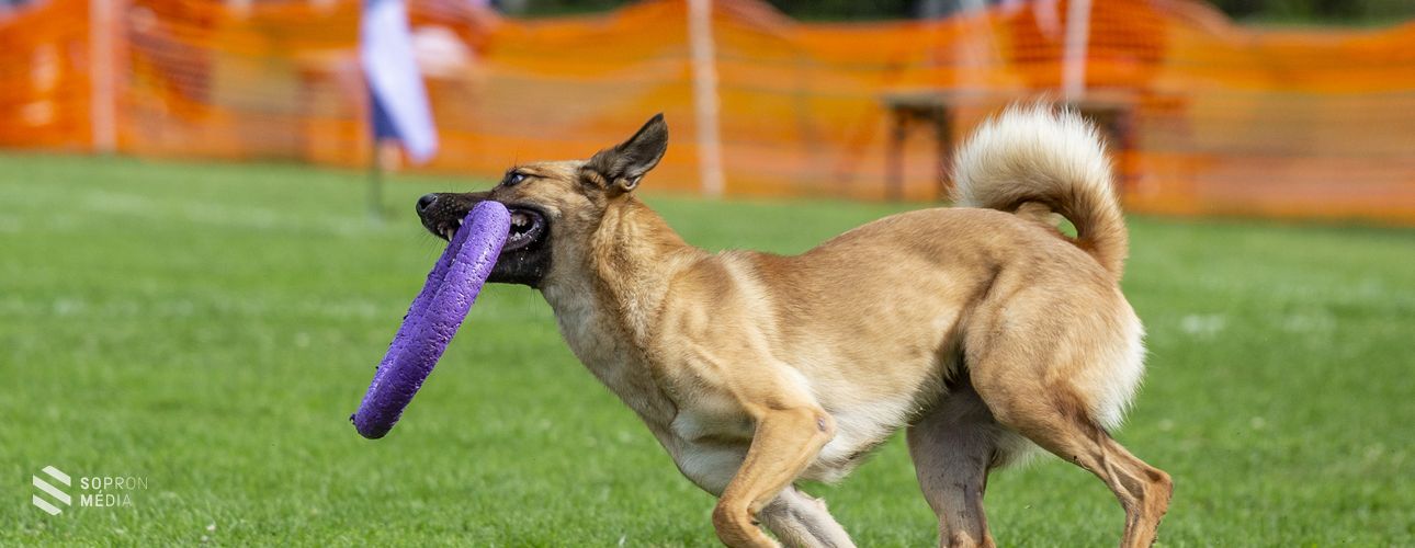 II. Dog Puller Világbajnokság