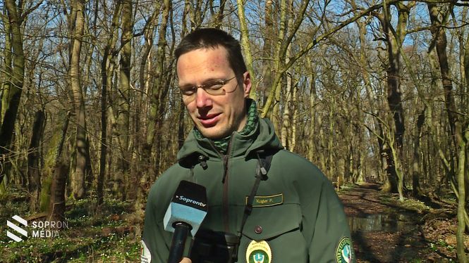  Kugler Péter, a Fertő-Hanság Nemzeti Park területfelügyelője arra figyelmeztet: a tőzike károsítása természetvédelmi szabálysértésnek minősül
