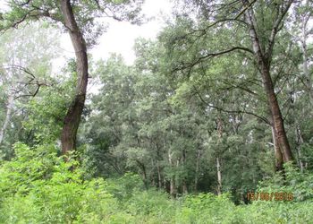 Tiszadorogmai Göbe-erdő