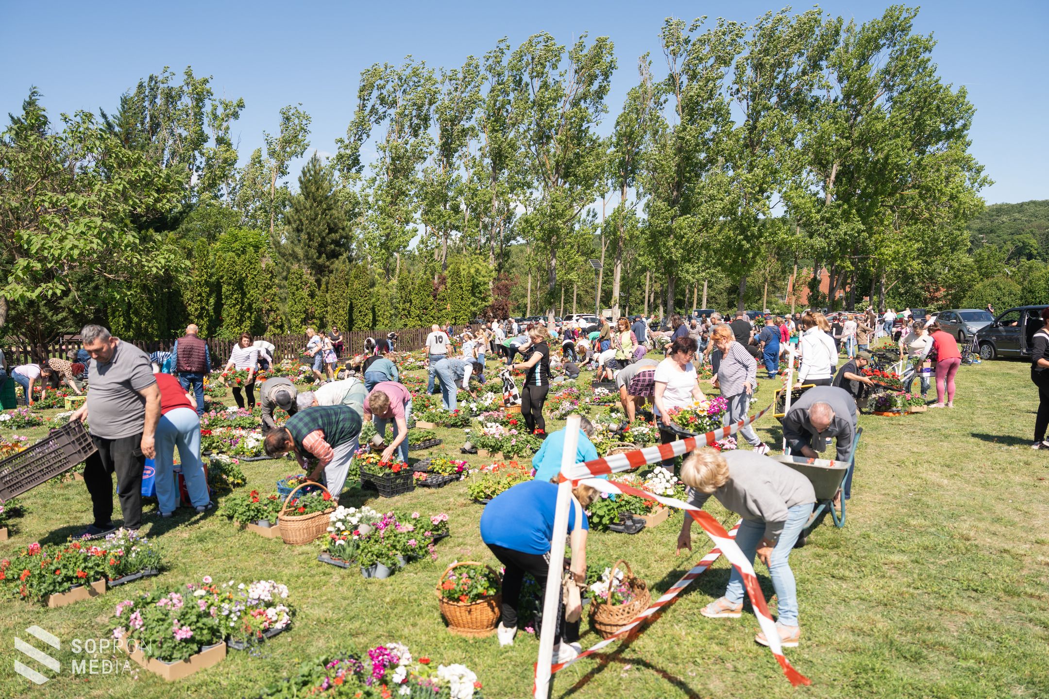 Virágba borul Tómalom - 11000 palánta került a helyiekhez