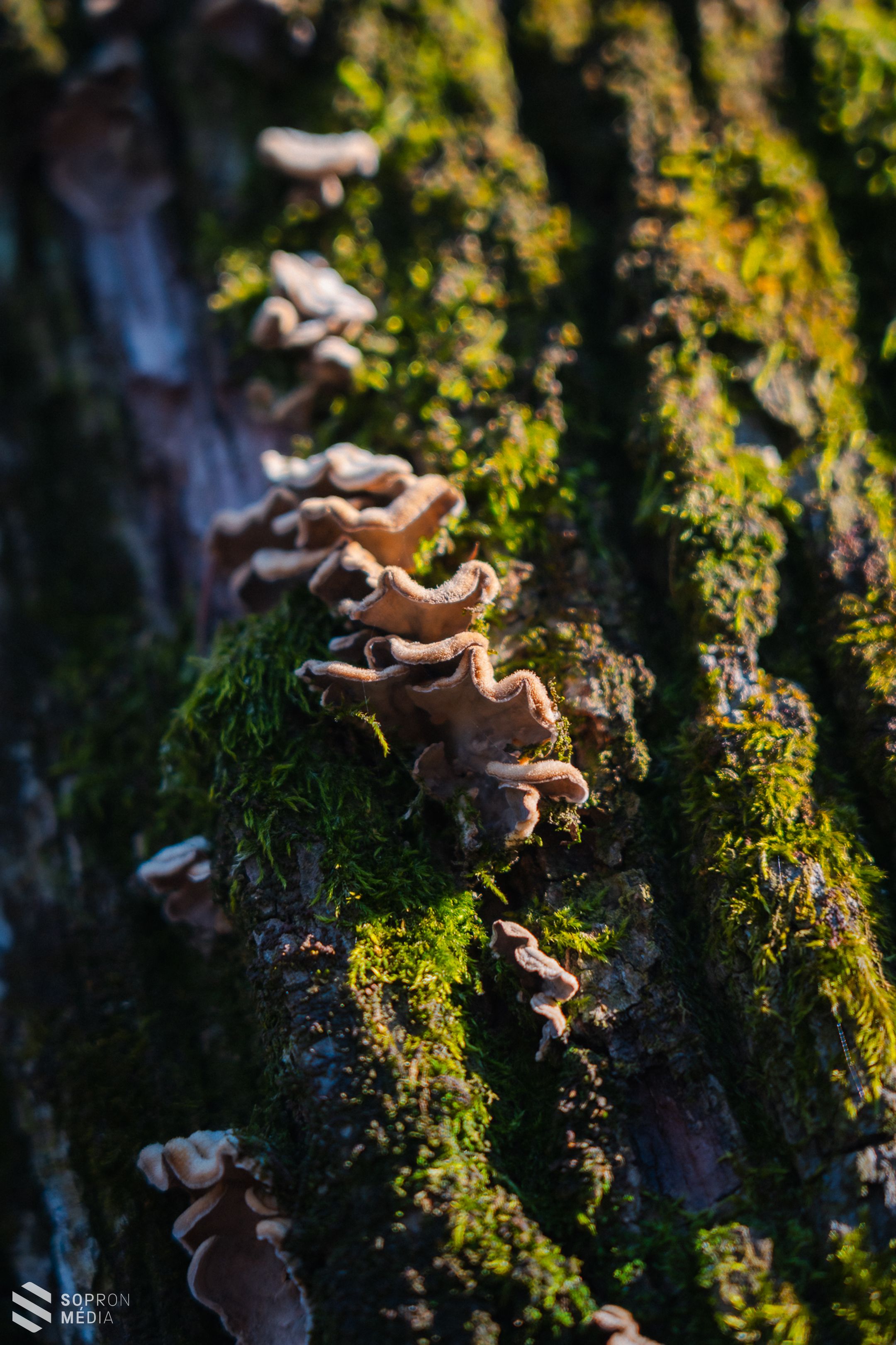 Március huszonegyedike az erdők világnapja