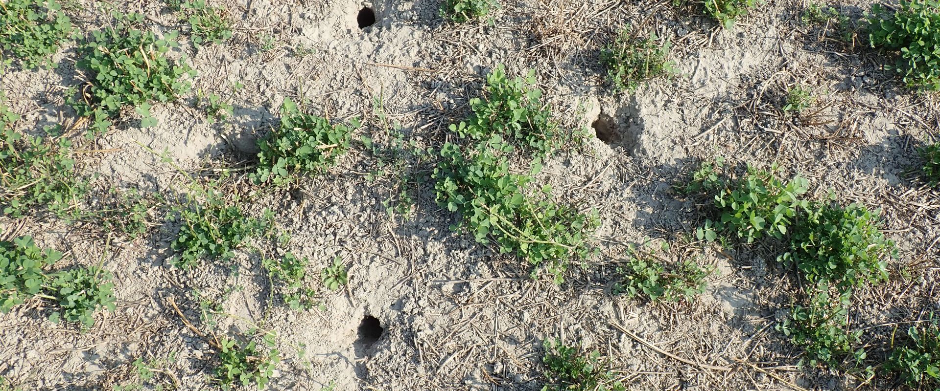 Agrofil-SZMI Kft.