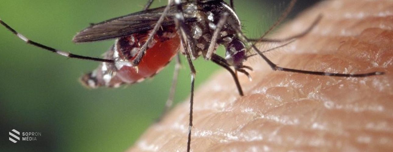 Ismét földi szúnyoggyérítés lesz Sopronban
