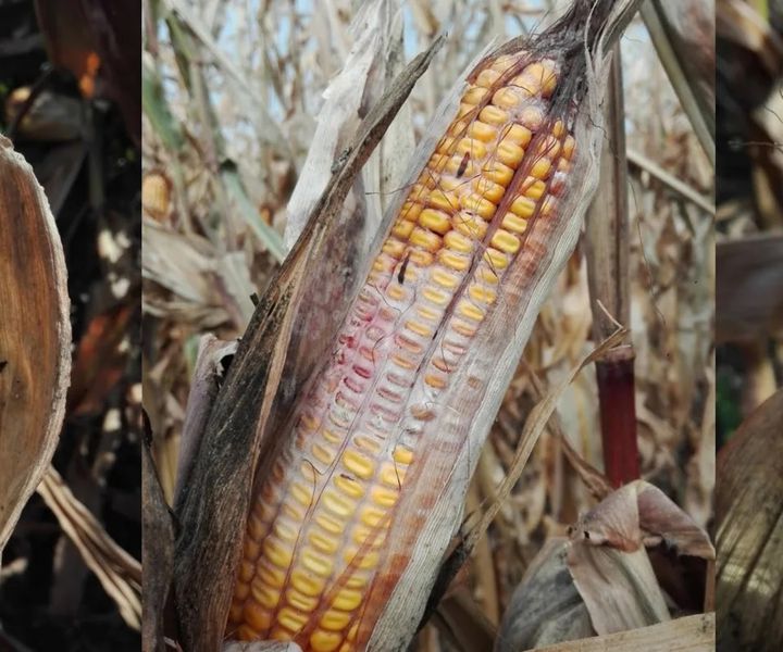A kukorica csőpenészedése és az öntözés összefüggései