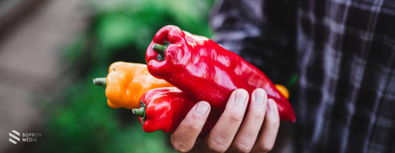 A magyar konyha védjegye: a paprika