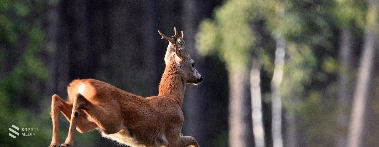 Elkezdődött az őzek násza – figyeljünk az utakon!