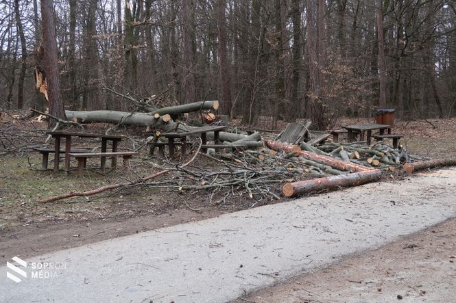 A Lővér Kalandpark előtti parkolóban is fákat döntött a viharos szél