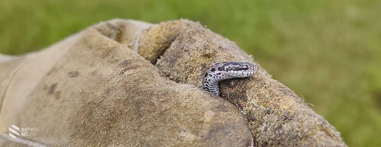 Újszülött vipera a Hanságban