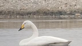 Ritka hattyúkat figyeltek meg Kapuvár közelében