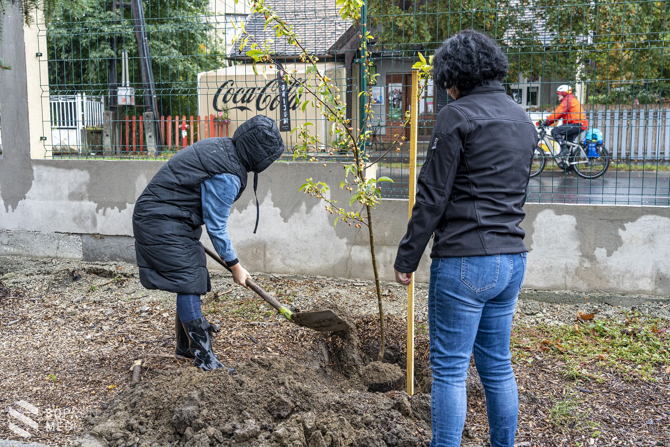 GYSEV jubileum – 150 fát ültet el vonalhálózata mentén a vasúttársaság