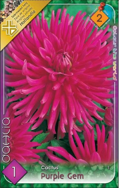 Dália Purple Gem 1 db/csomag termék képe