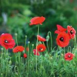 Mini cserepes virág, nefelejcs