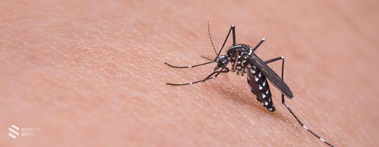 Szúnyoggyérítés lesz Sopronban