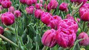 A tavasz színes hírnöke: a tulipán