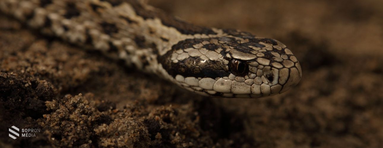 Természetvédelmi kezelés a rákosi vipera élőhelyén