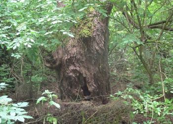 Tiszadorogmai Göbe-erdő