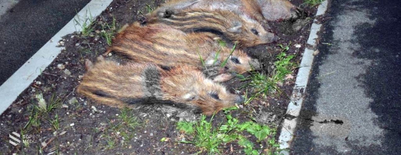 Négy vadmalacot ütöttek el Sopronban