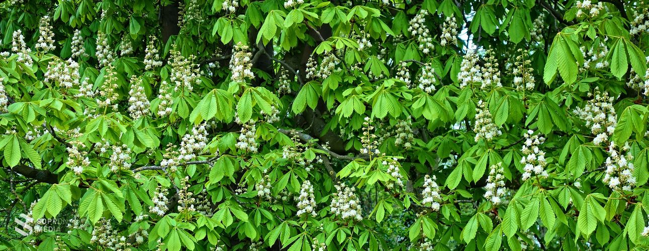 Permetezni fogják a vadgesztenye- és platánfákat Sopronban
