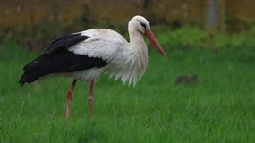 Idén tavasszal is feltűnt az ország legidősebb gyűrűs fehér gólyája vármegyénkben