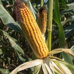 Hibridkukorica Mv Tarján  5kg termék képe