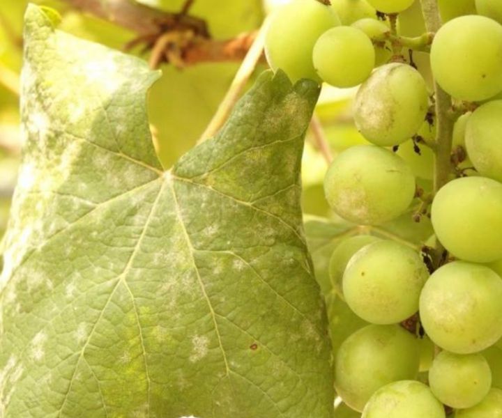 A szőlőültetvények két meghatározó kórokozója
