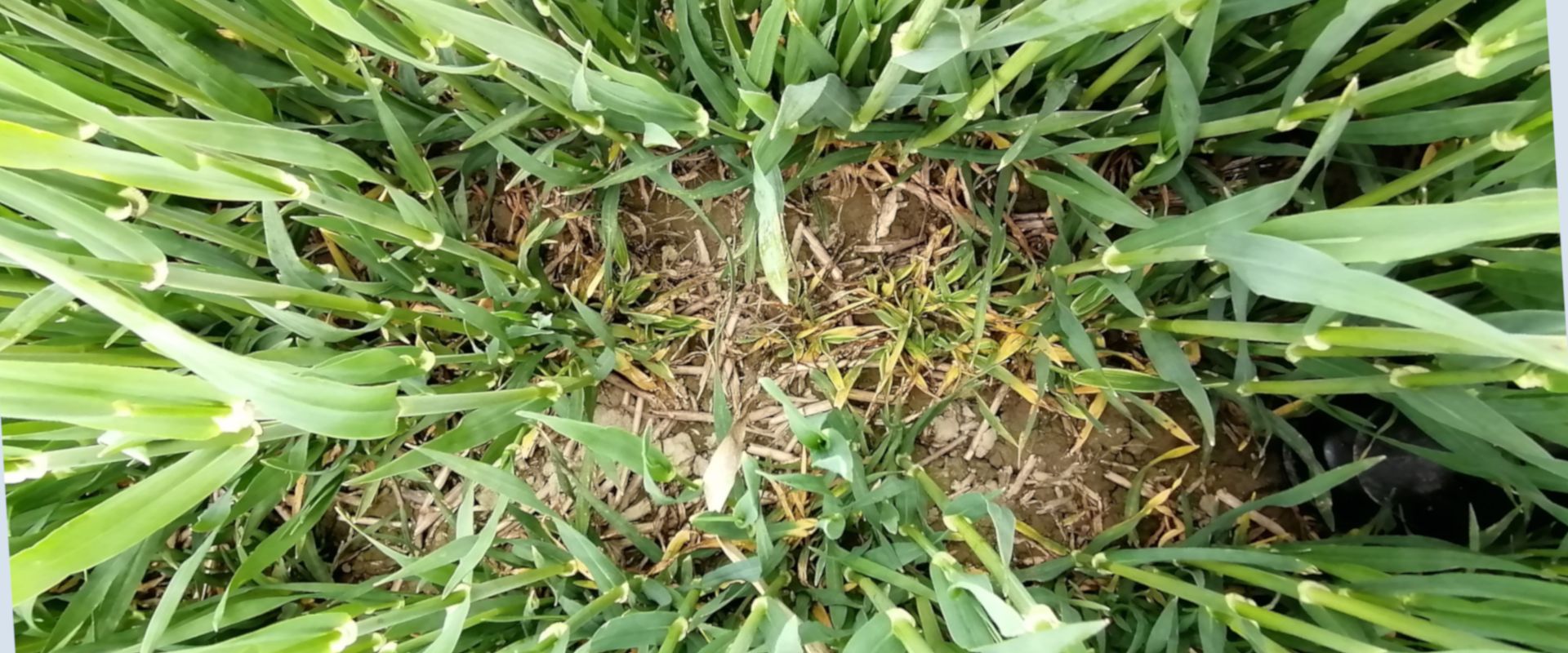 Agrofil-SZMI Kft.