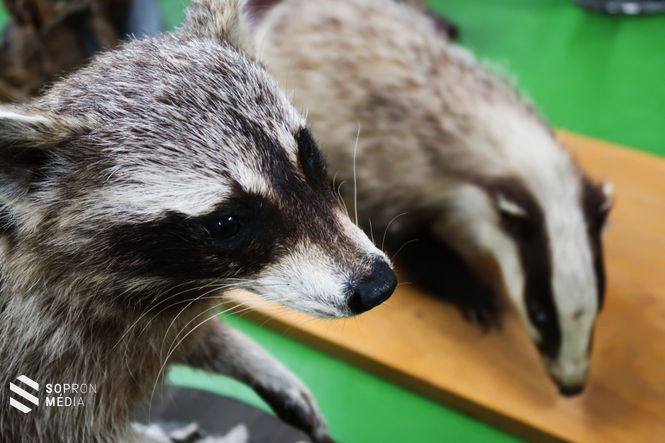 A környékünkön előforduló mosómedvék ősei közép-európai prémtelepekről szöktek el