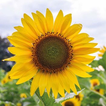 Mini cserepes virág, nefelejcs