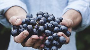 Vissza nem térítendő támogatás a szőlősgazdáknak