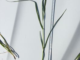 Becva festulolium - Bóly - Csípőtelek 2020. április 22.