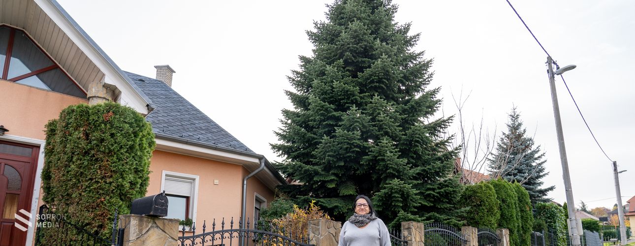 15 méteres Nordmann-fenyő lesz Sopron karácsonyfája