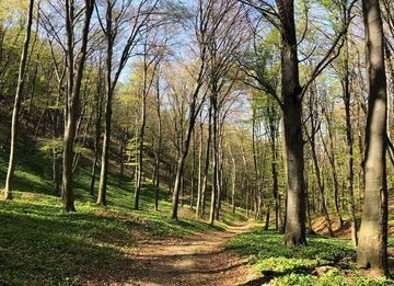 Erdők ölelésében, pálosok csendjében