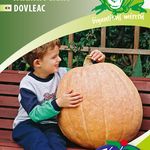 NM. Óriás tök Atlantic giant 6 szem termék képe