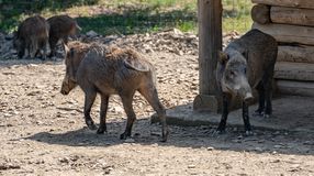 Születésnap az Erdő Házában